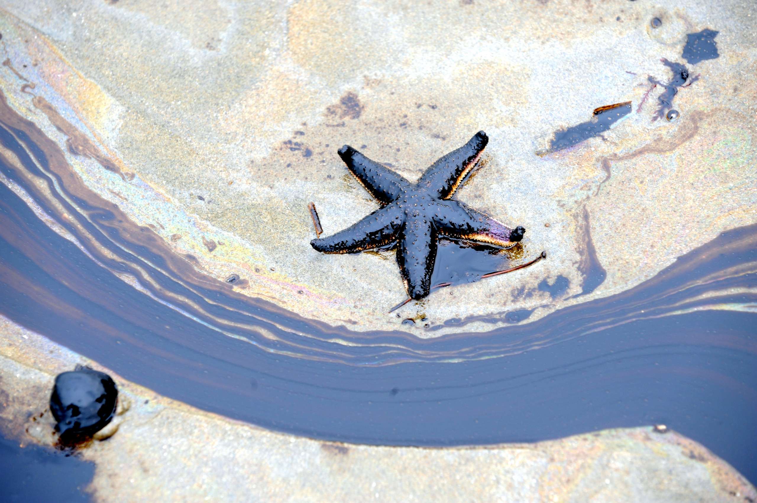 Starfish and oilspill